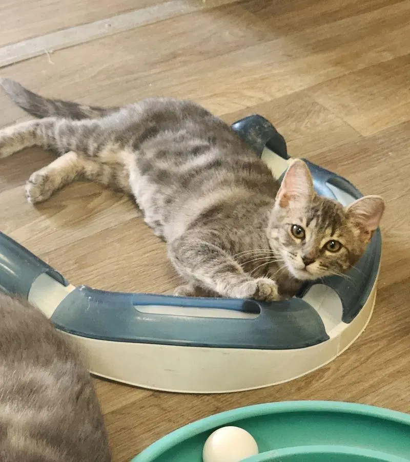 Kitten 27981, photo 4