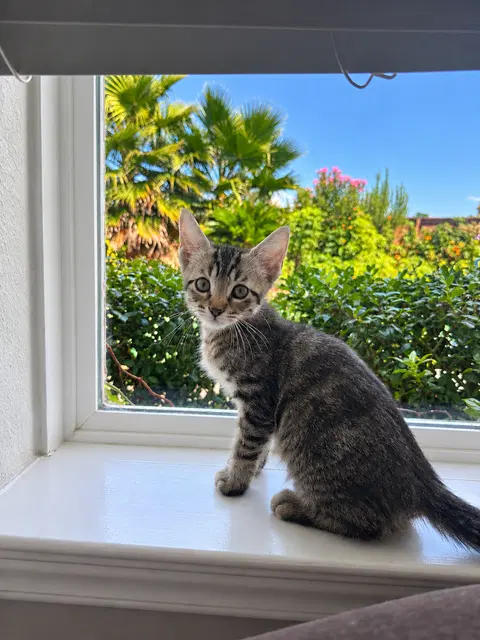 Watch the video of Muffin