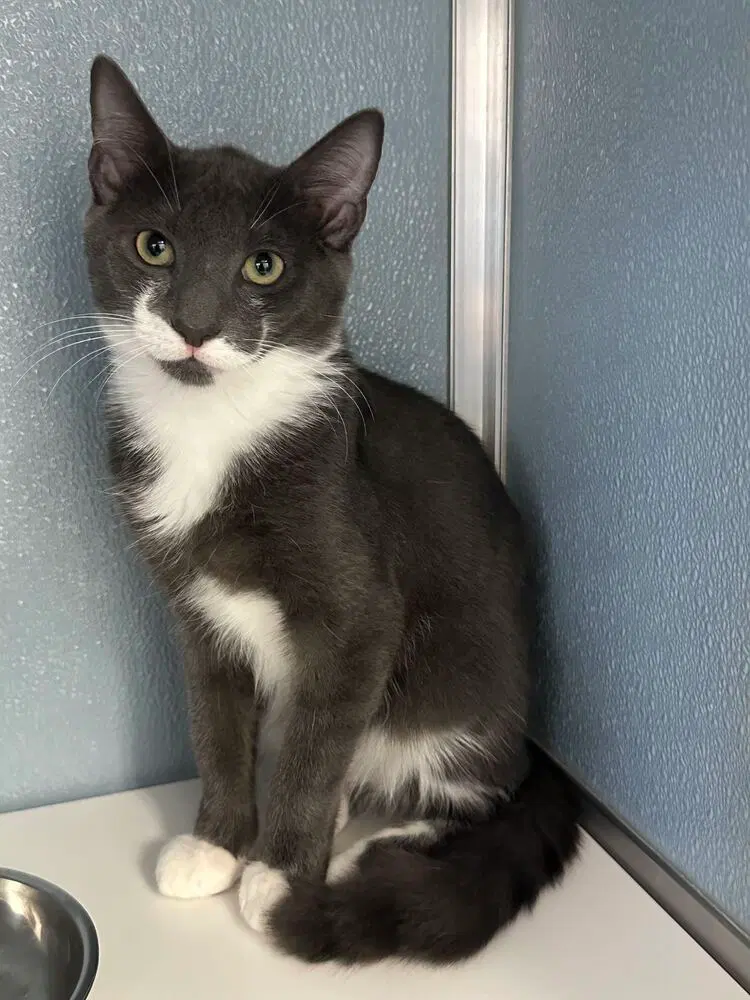 Tailspin, a male kitten up for adoption