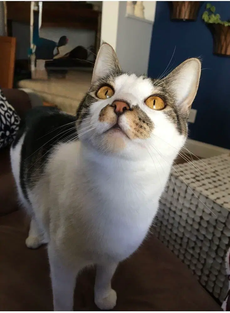 Molly, an adult female cat up for adoption