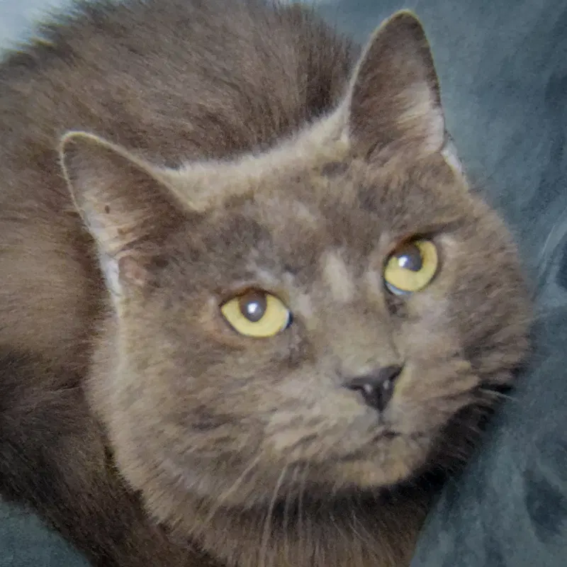 Lyka, a young female Russian Blue cat up for adoption