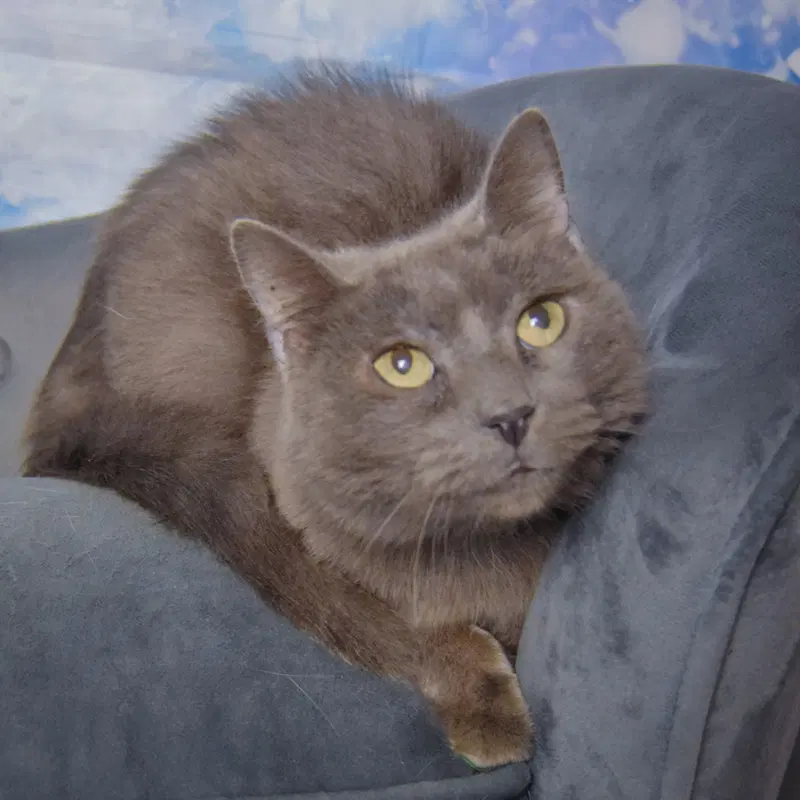 Lyka, photo 2