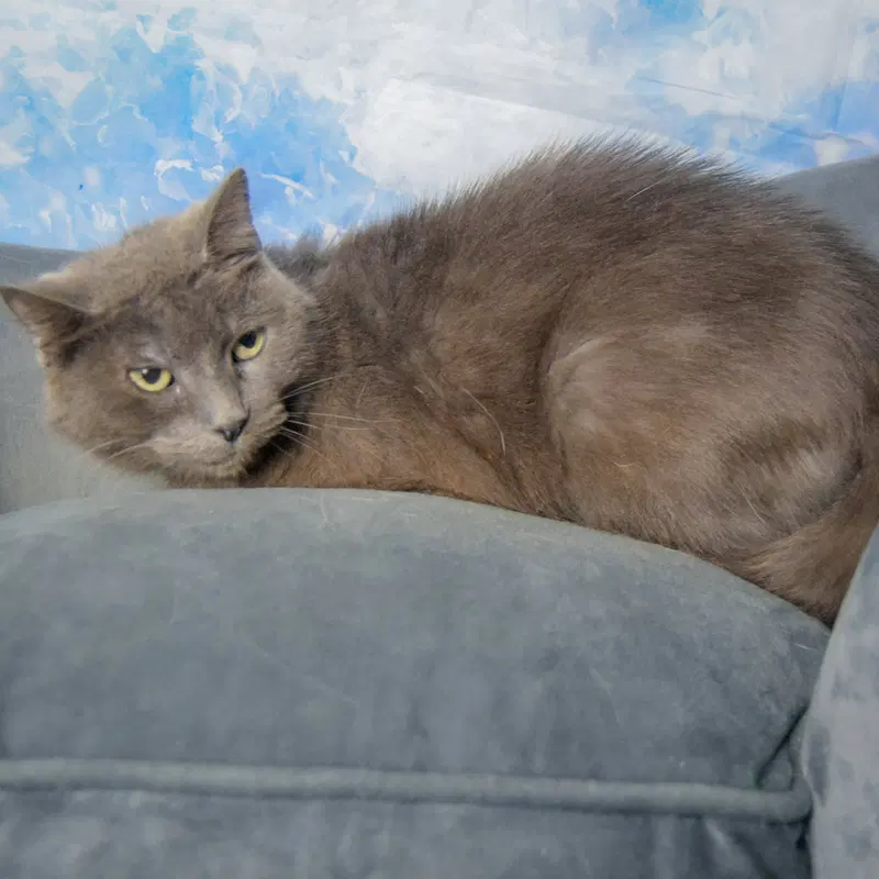 Lyka, photo 3