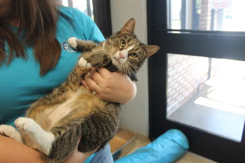 Rollin' Thunder, an adult male cat up for adoption