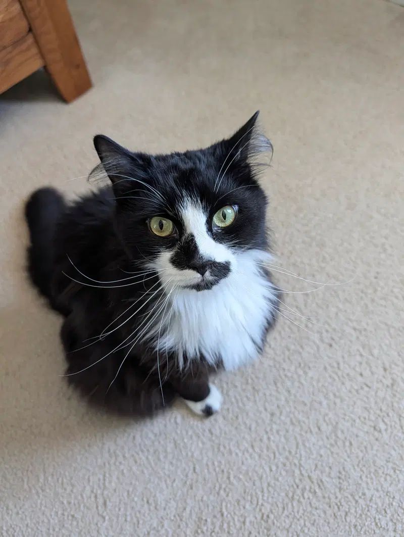 Buttons, an adult male cat up for adoption