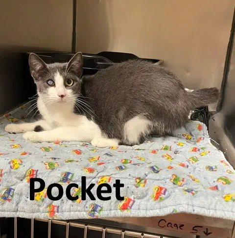 Pocket, photo 3
