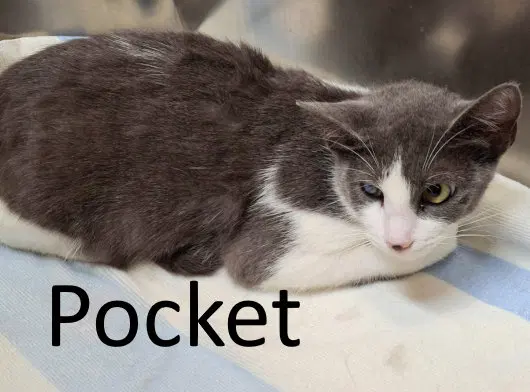 Pocket, photo 4