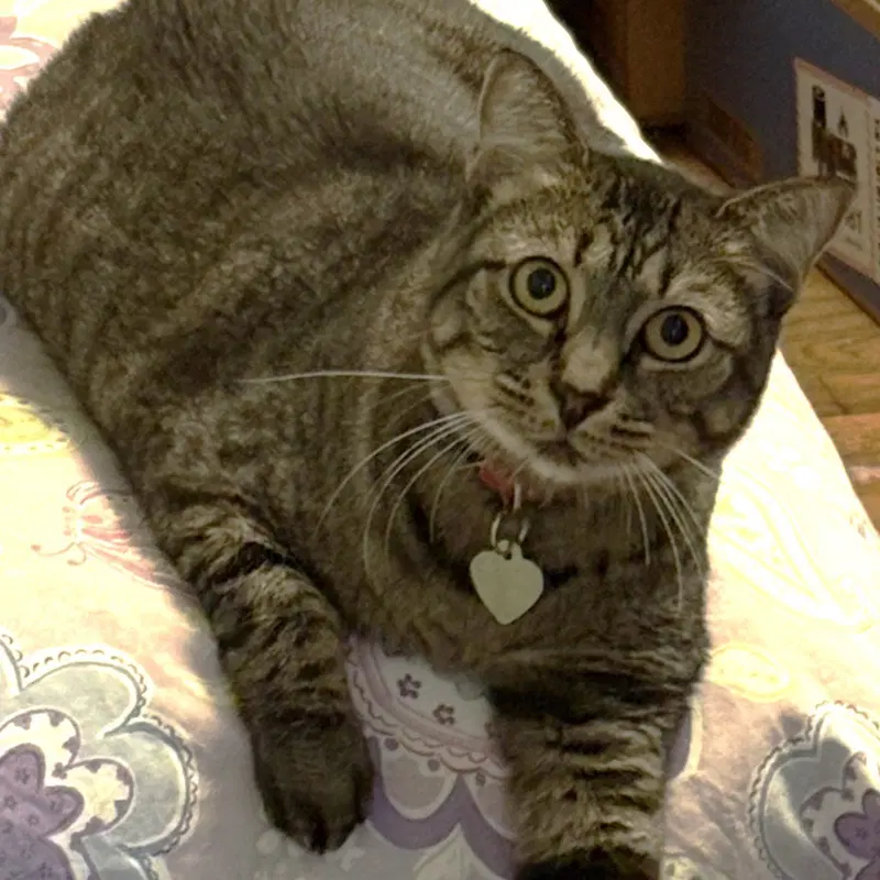 Penny, photo 3