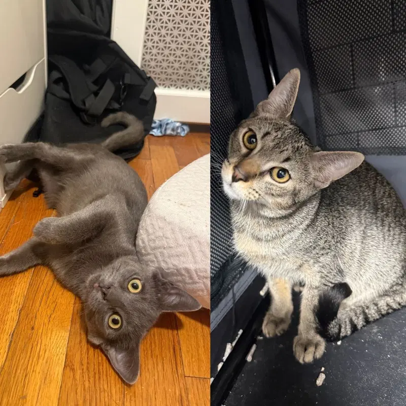 Hoyt & Zevia Zero, male kittens up for adoption