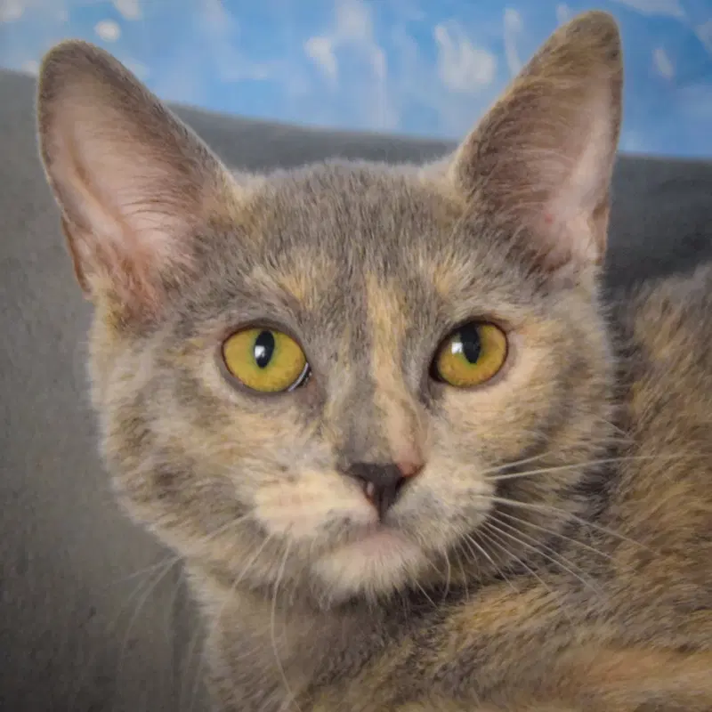 Jaclyn, a female Dilute Tortoiseshell kitten up for adoption
