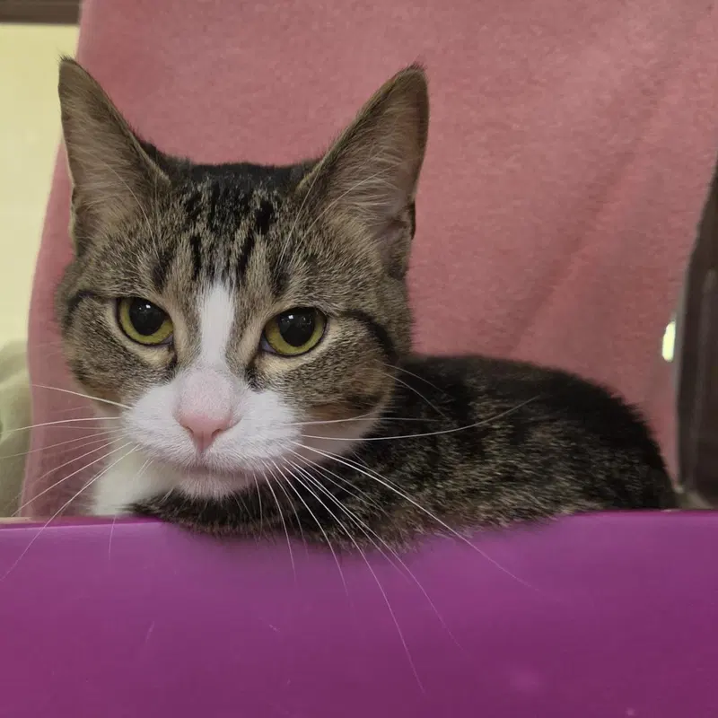 Michele, a young female cat up for adoption