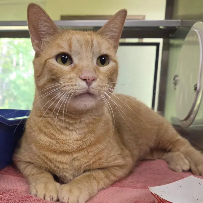 Bubblegum Pop, an adult female cat up for adoption