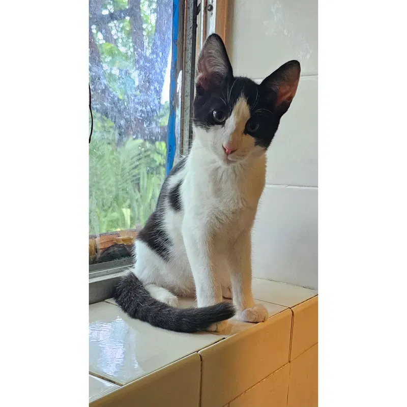 Pouncey, a male kitten up for adoption