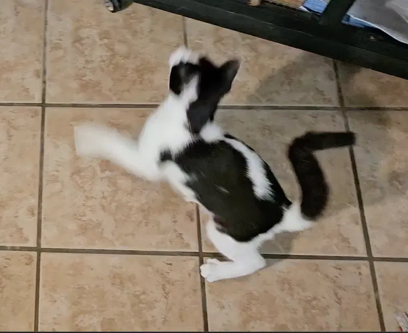 Pouncey, photo 2