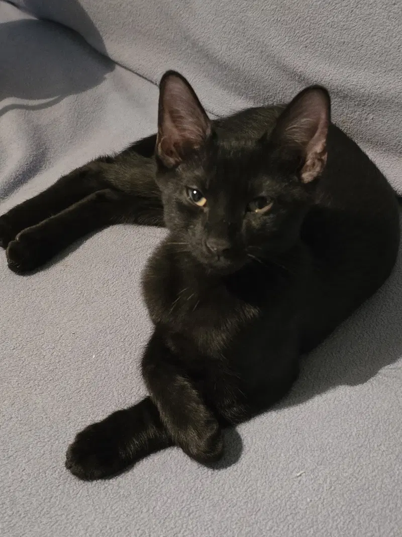 Toadstool, a male kitten up for adoption