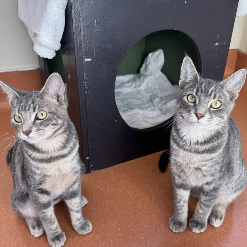 Frito & Dorito, young female cats up for adoption