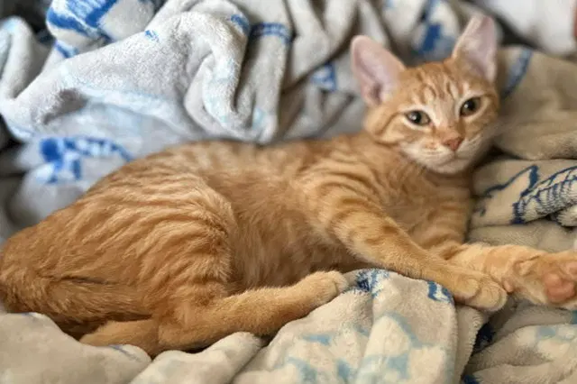 June & April, female Tabby kittens up for adoption