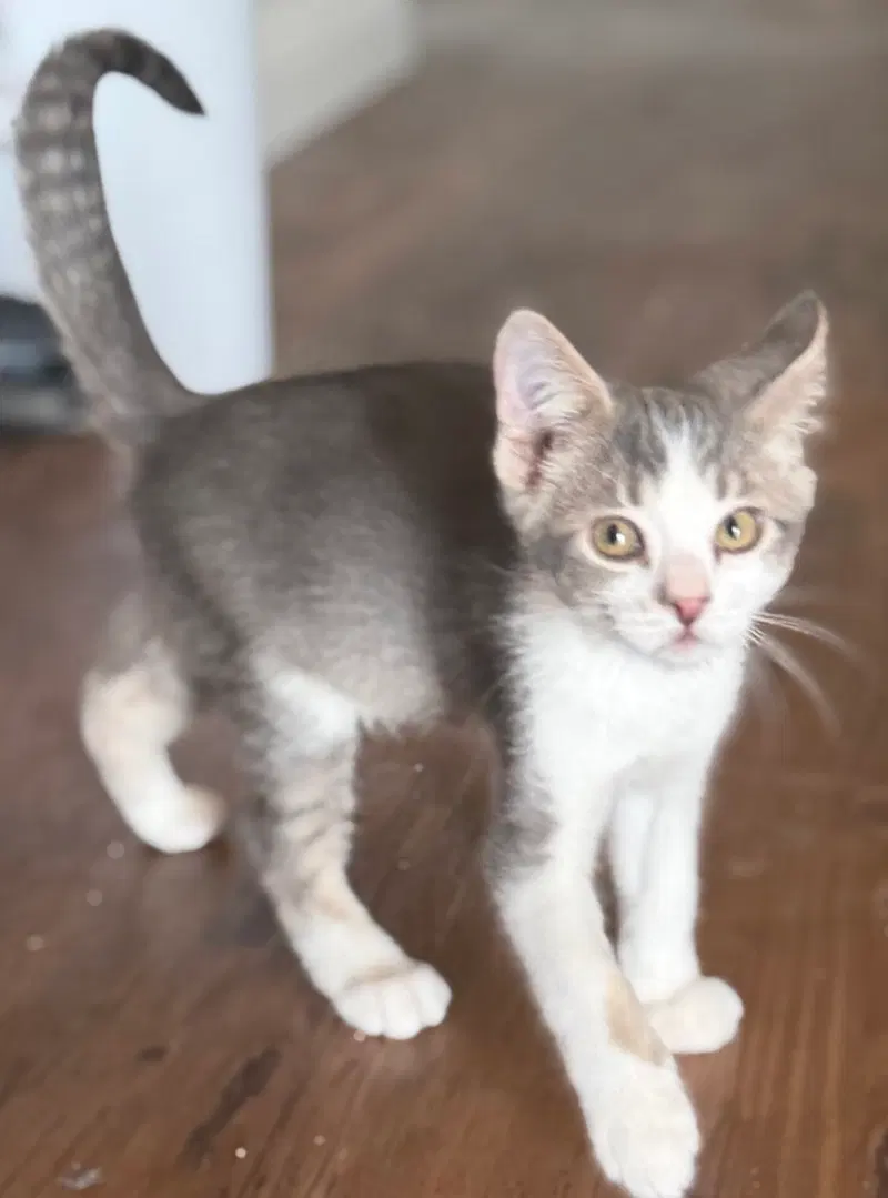 Sherlock & Watson, male Tabby kittens up for adoption