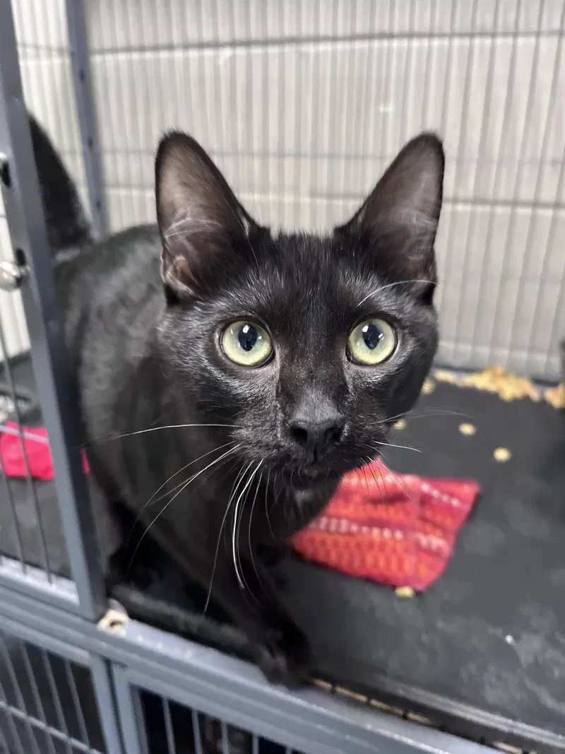 Bruce, a young male cat up for adoption