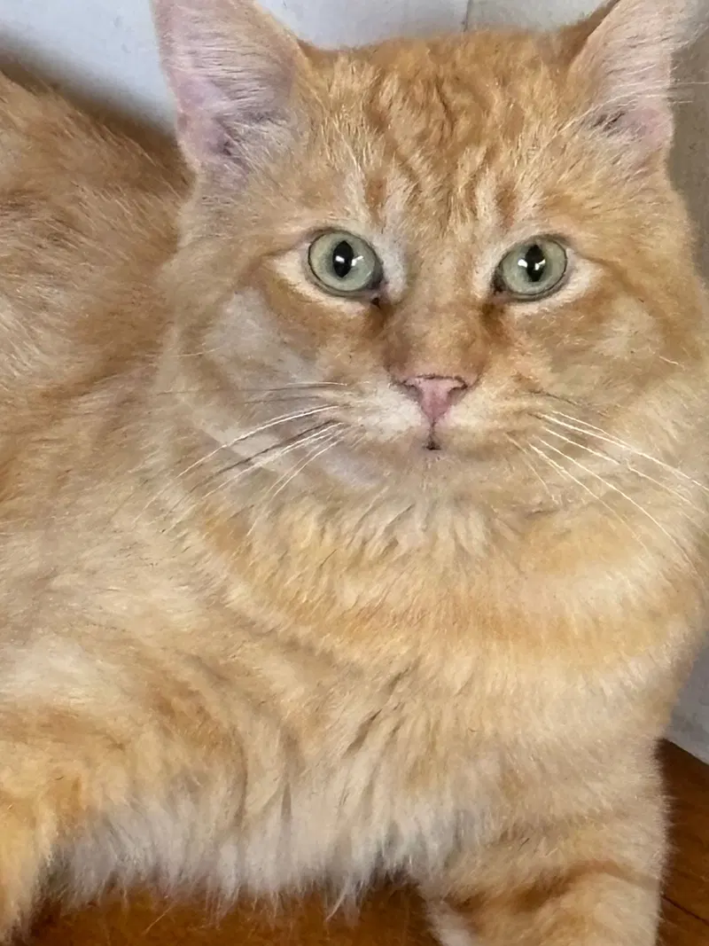 James, an adult male cat up for adoption