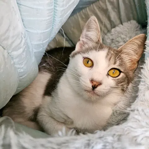 Watch the video of Amelia