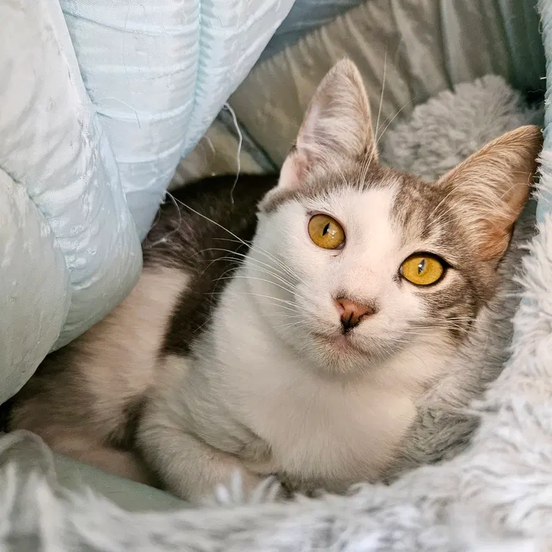 Amelia, a female kitten up for adoption