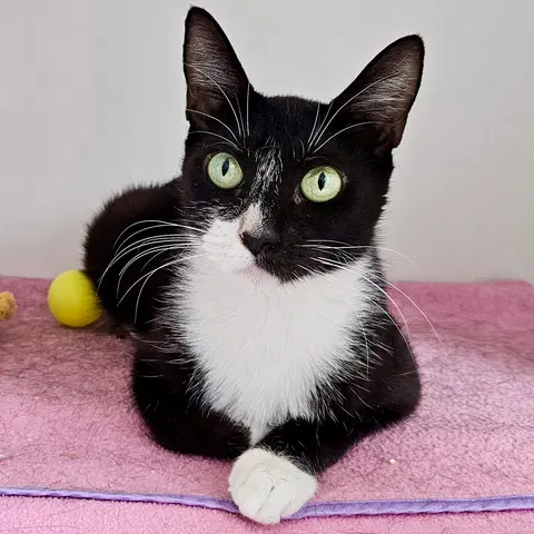 Watch the video of Penelope