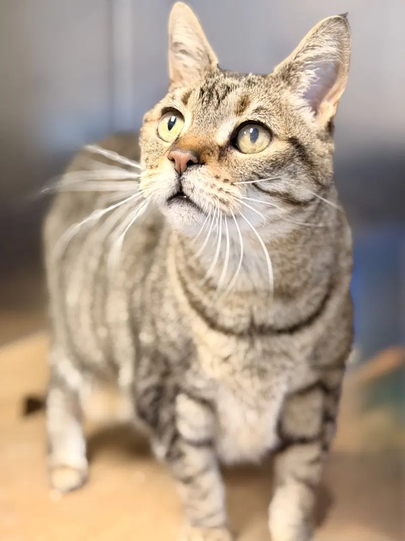 Chloe, a senior female cat up for adoption