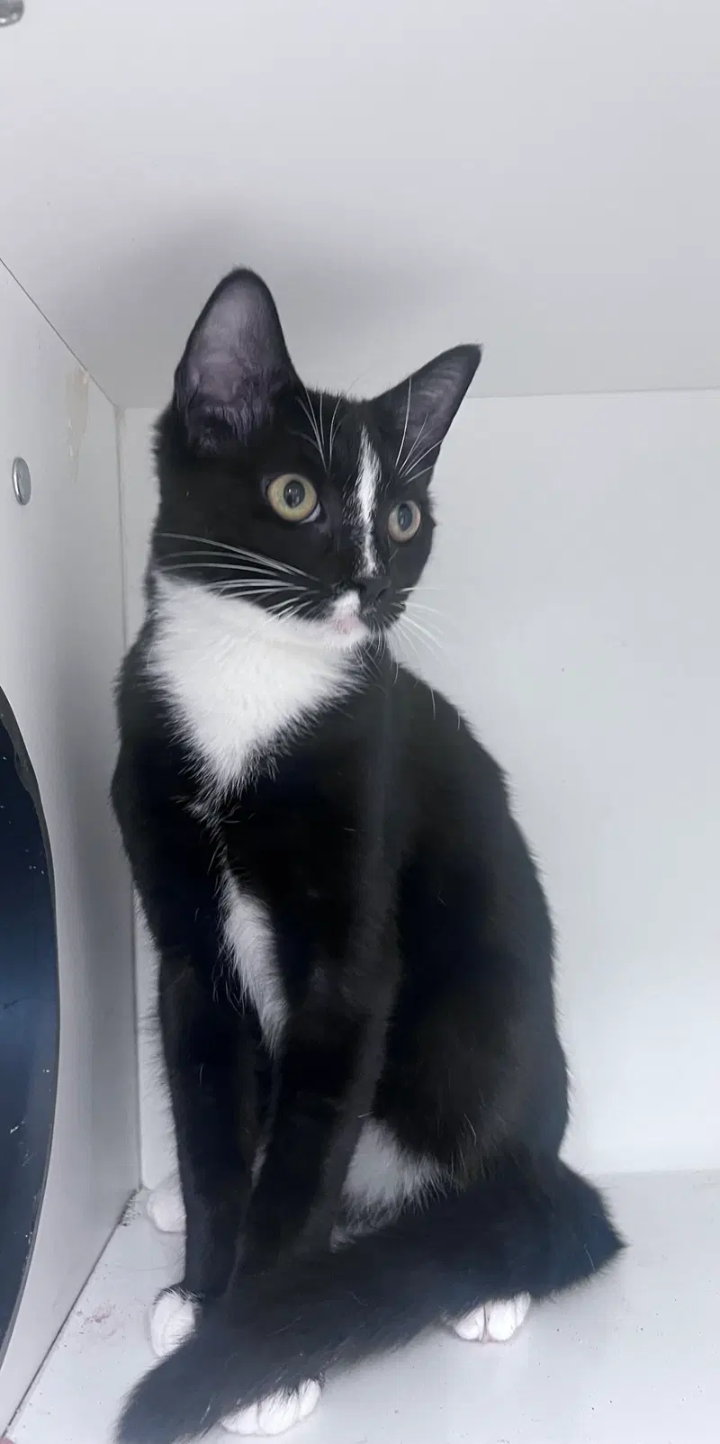 Jasper, a young male cat up for adoption