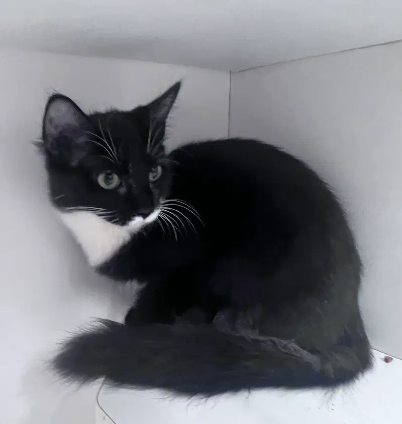 Abby, a young female cat up for adoption