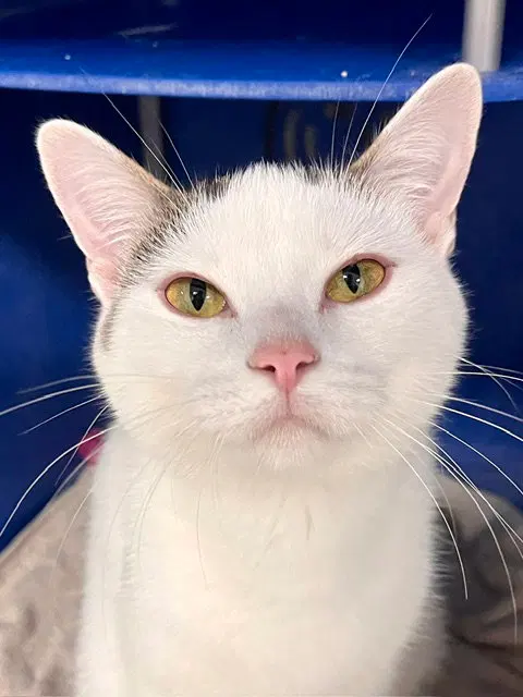 Muffin, an adult female cat up for adoption
