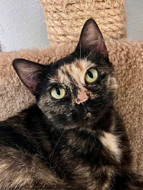 Boo, an adult female cat up for adoption