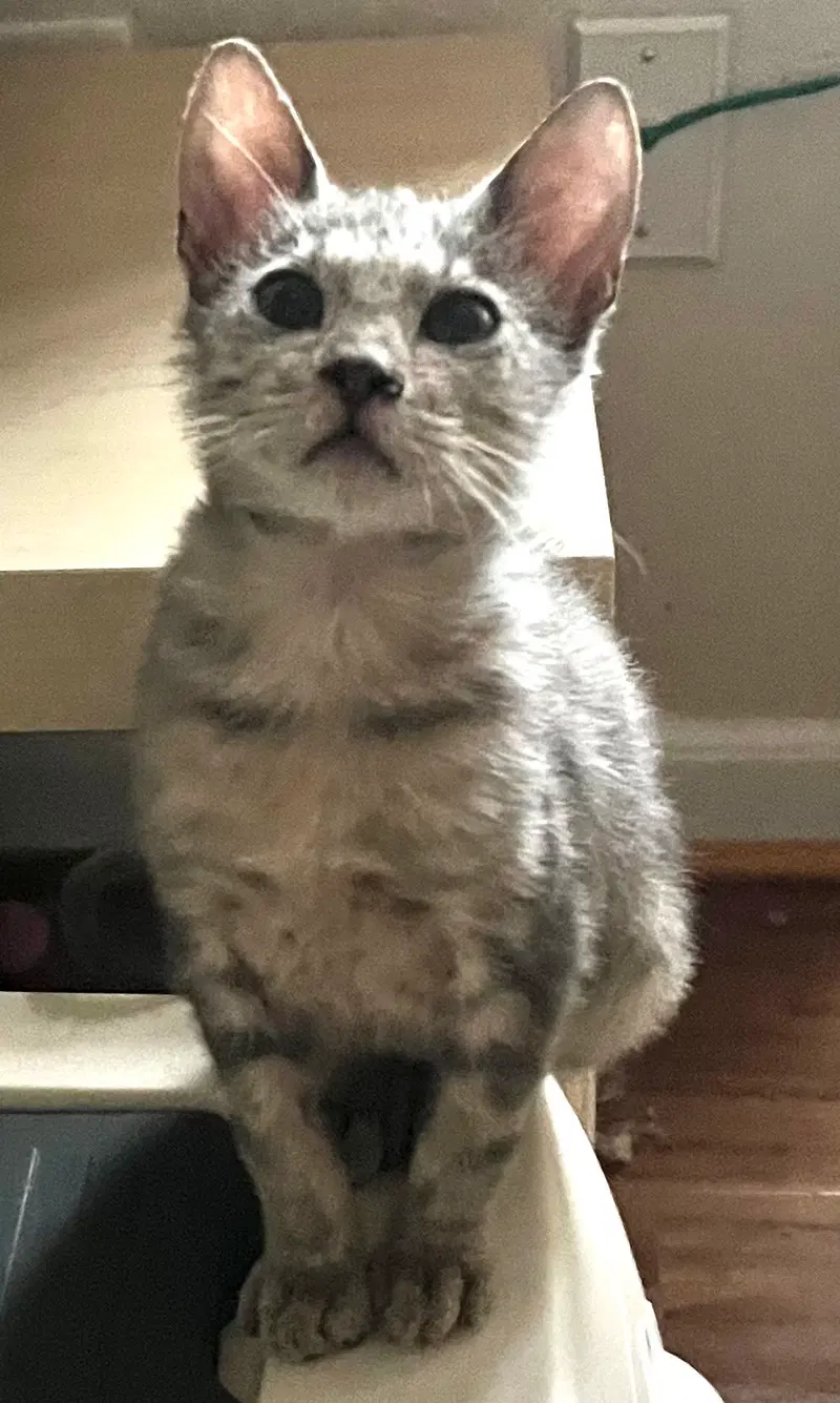 Sailor, a young male cat up for adoption