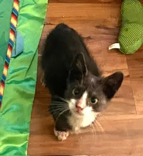 Junebug, a young male cat up for adoption