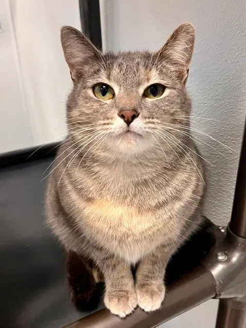 Polly, an adult female cat up for adoption
