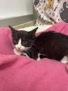 Zorro, a male Tuxedo kitten up for adoption