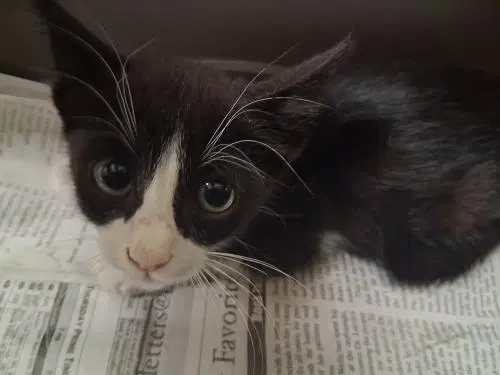 Zorro, photo 2