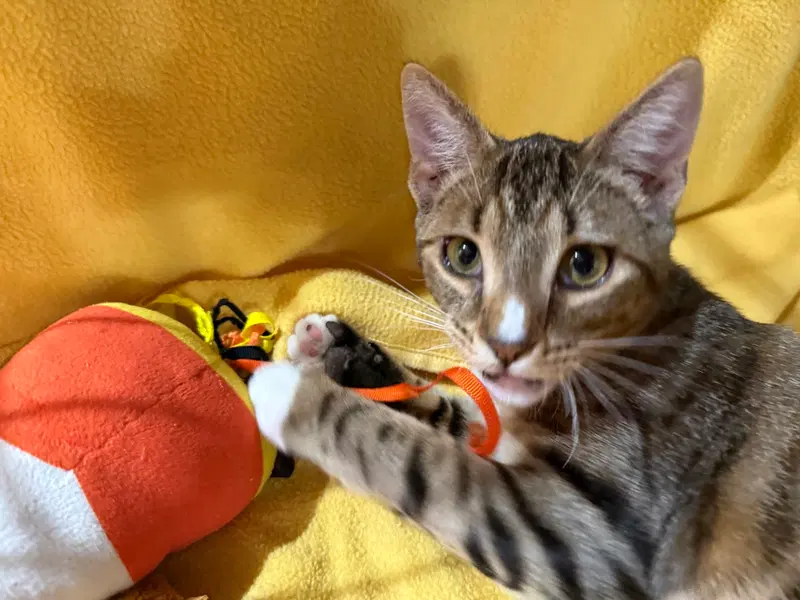 Hulk, a male Tabby kitten up for adoption
