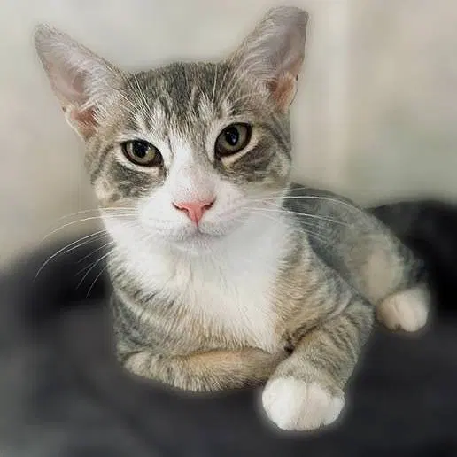 Artemus, a male kitten up for adoption