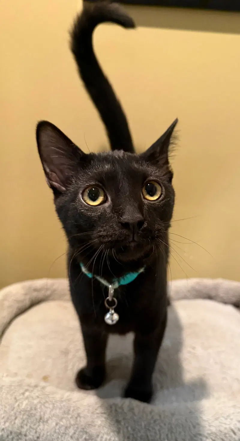 Frankenstein not at the shelter, photo 2