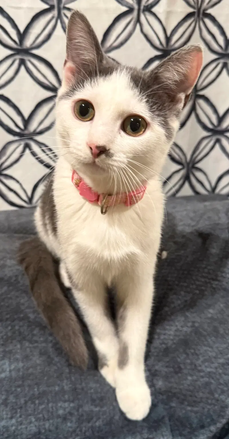 Tumbles-Not at the shelter, photo 2
