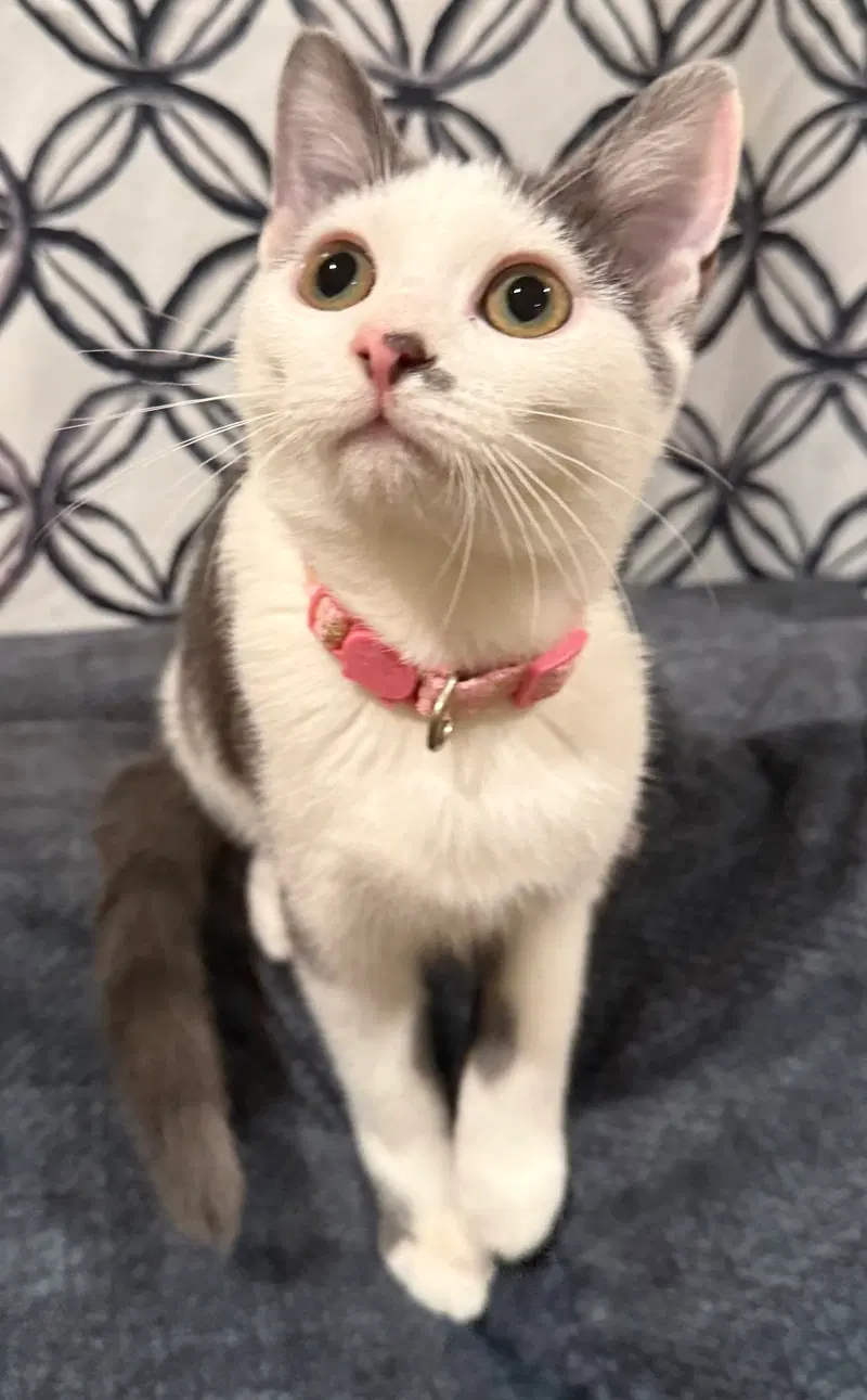 Tumbles-Not at the shelter, photo 8