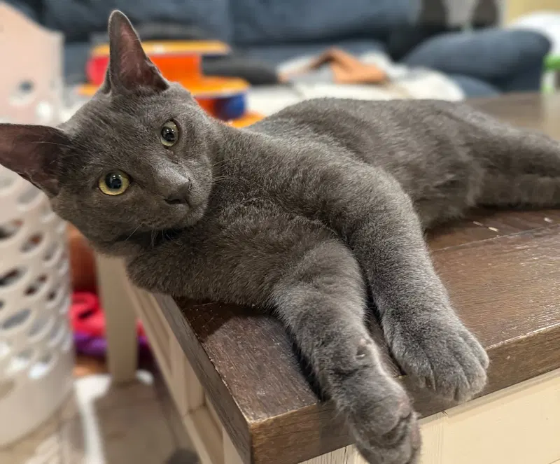 Charcoal not at the Shelter, photo 7