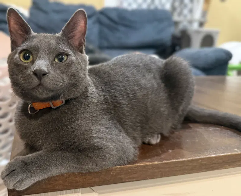 Charcoal not at the Shelter, photo 8