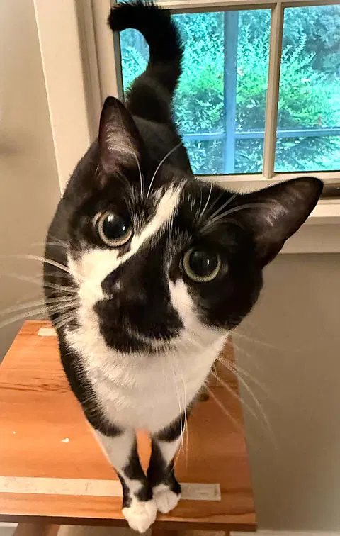 Watch the video of Nosy