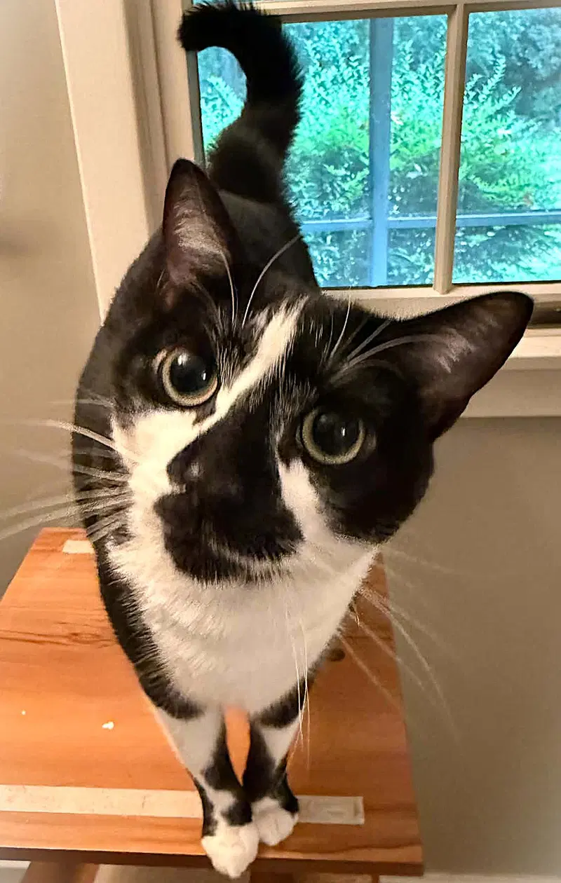 Nosy, an adult male cat up for adoption