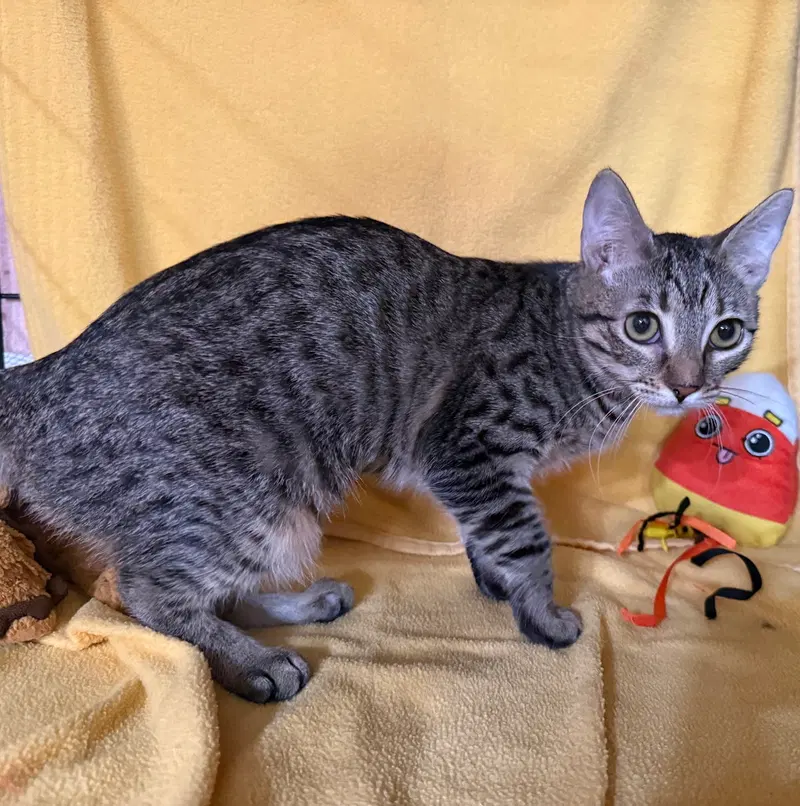 Cherry, a female Tabby kitten up for adoption