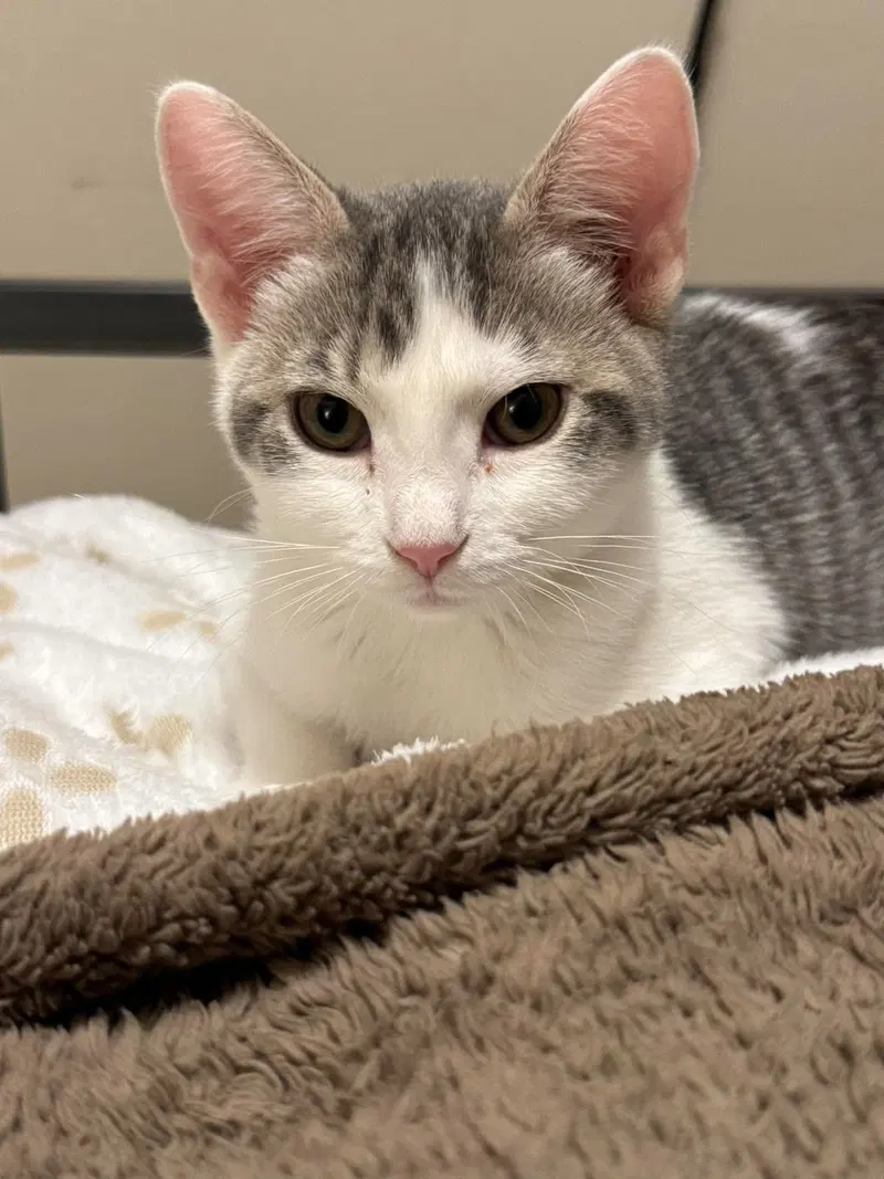 Sprocket, a female kitten up for adoption