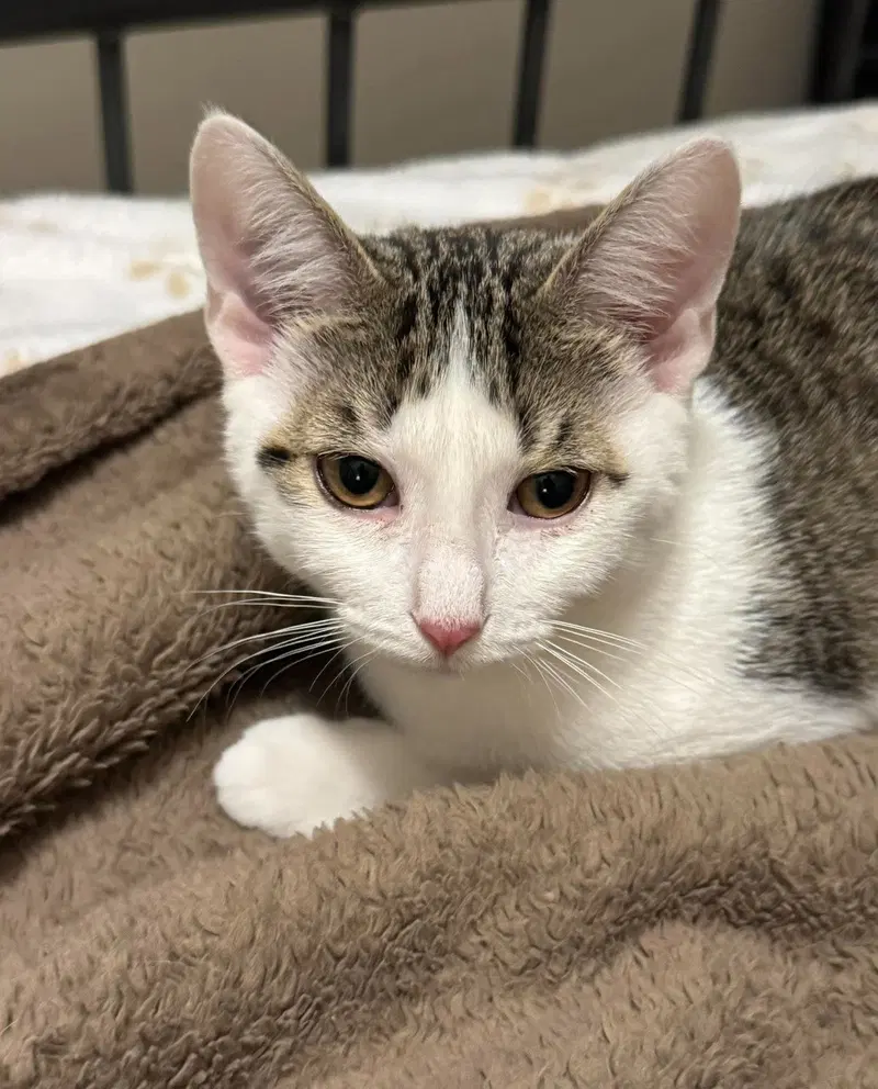 Bucket, a female Tabby kitten up for adoption