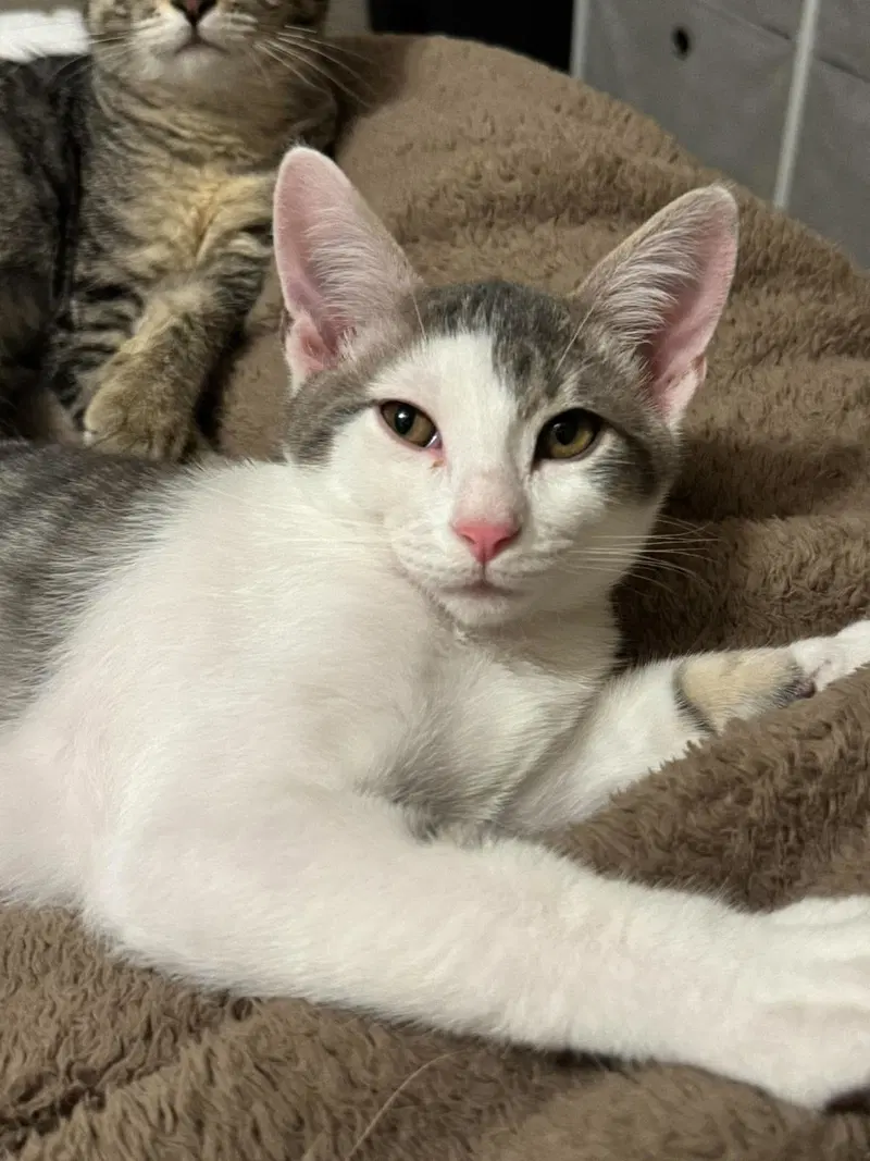 Tank, a male kitten up for adoption